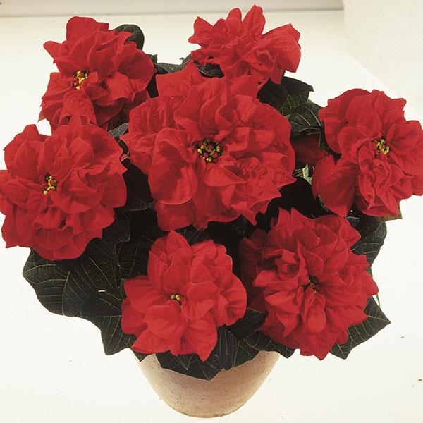 Poinsettia Valentine