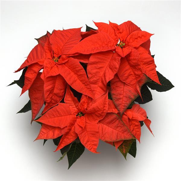 Poinsettia Orange Glow