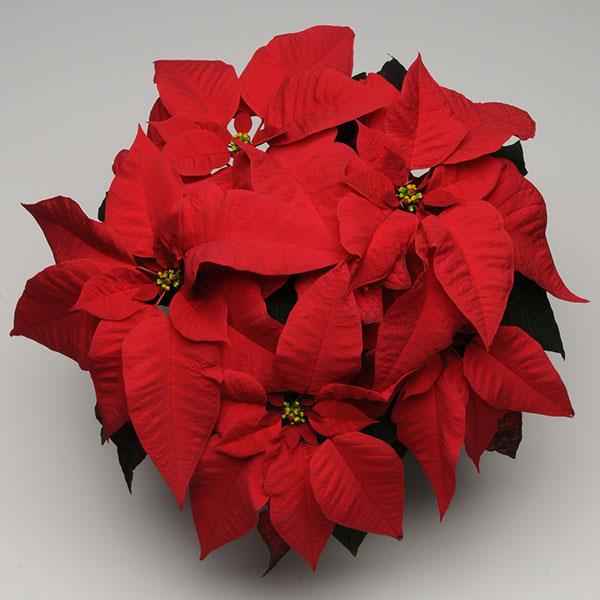 Christmas Season™ Red