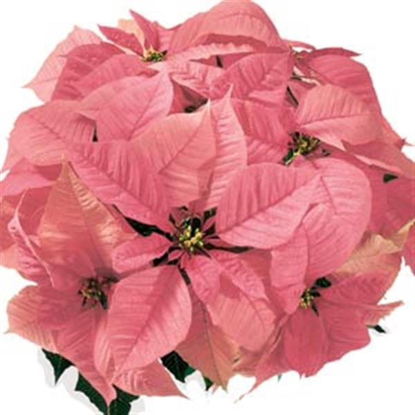Christmas Feelings™ Pink