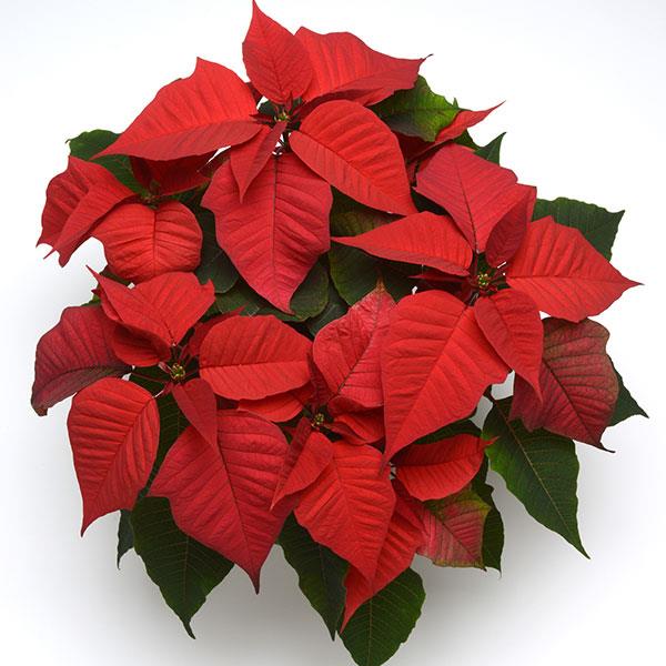 Christmas Feelings™ Red