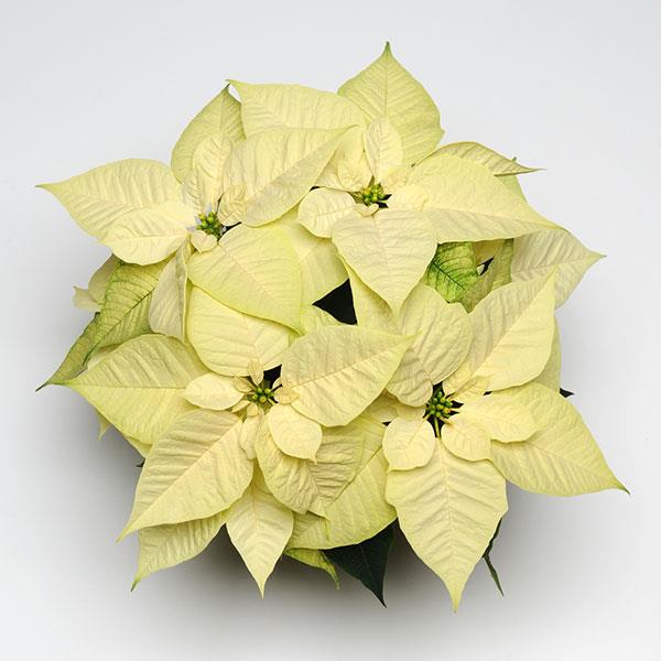 Christmas Feelings™ White
