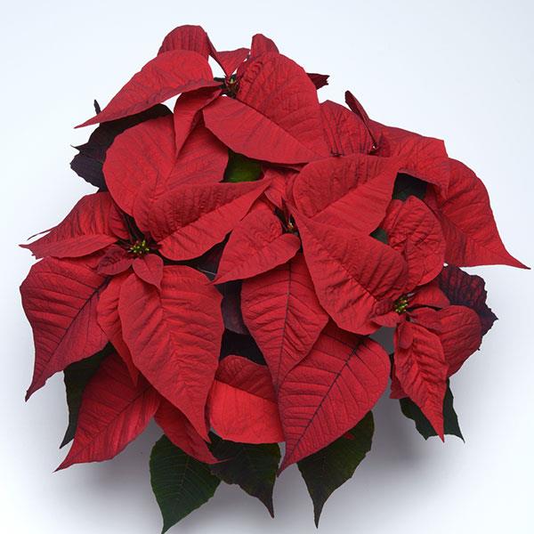 Christmas Feelings™ Merlot