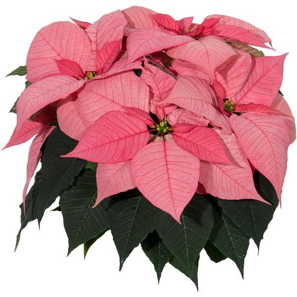 Christmas Glory™ Pink
