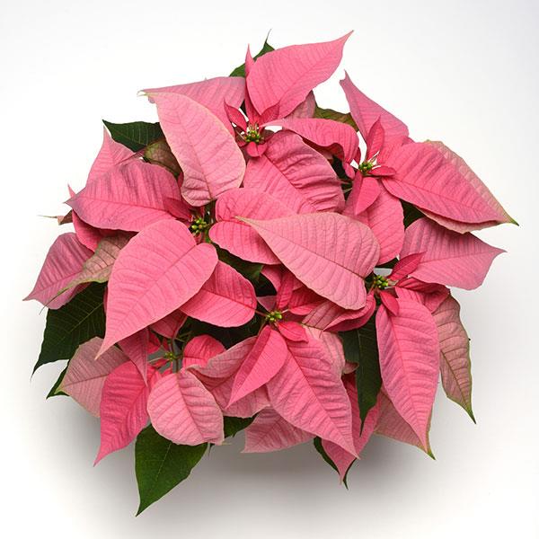Christmas Joy™ Pink