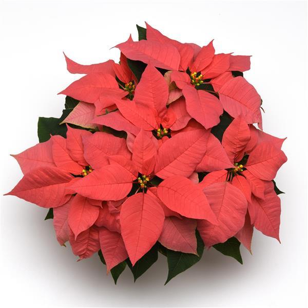 Christmas Wish™ Pink