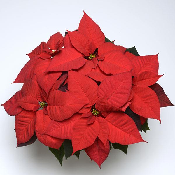 Christmas Wish™ Red