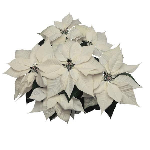Poinsettia Alpina