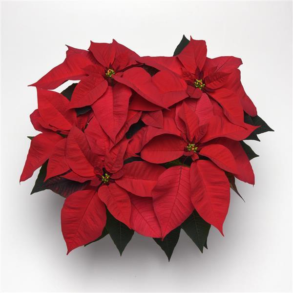 Poinsettia Christmas Cheer