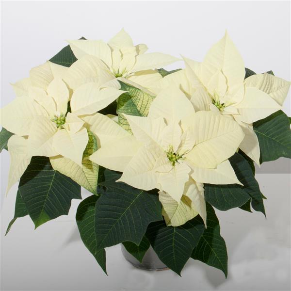 Poinsettia Snowy White
