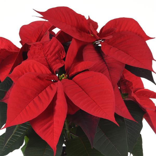 Poinsettia Christmas Song