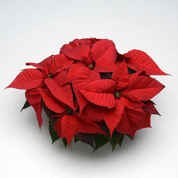 Poinsettia Christmas Spirit