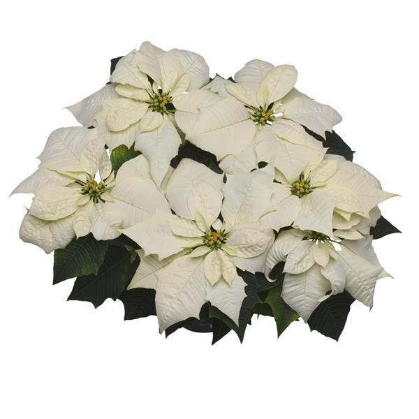 Poinsettia Alaska