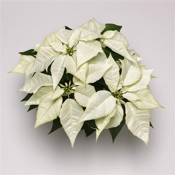 Poinsettia Brilliant White