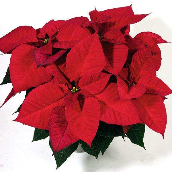 Poinsettia Christmas Eve Red