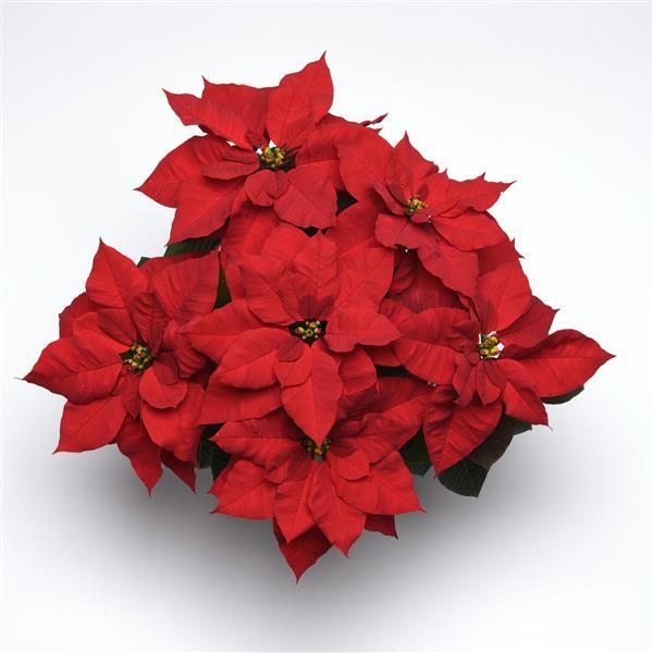 Poinsettia Christmas Bells<sup>®</sup>
