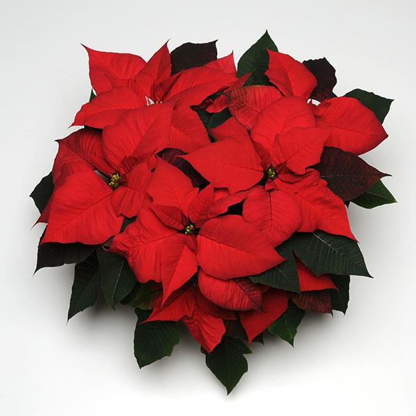 Poinsettia Christmas Tradition