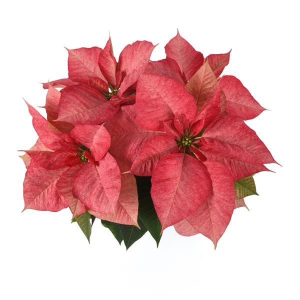 Christmas Aurora™ Queen