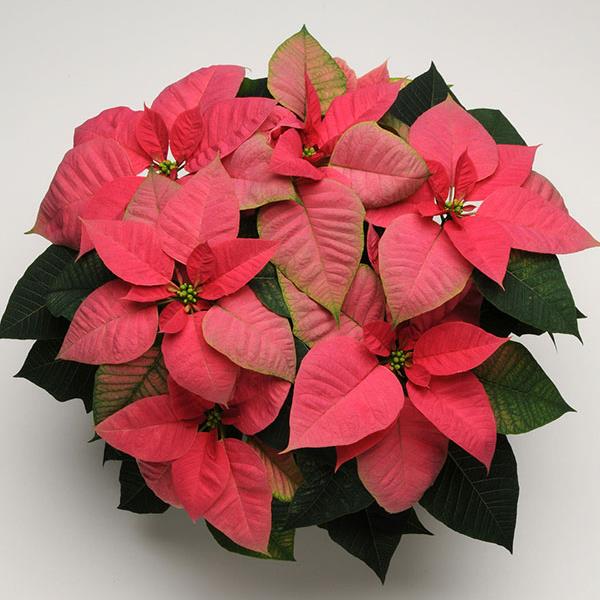 Christmas Beauty™ Pink