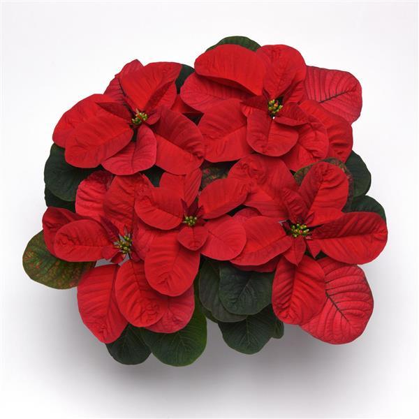 Christmas Mouse<sup>®</sup> Red