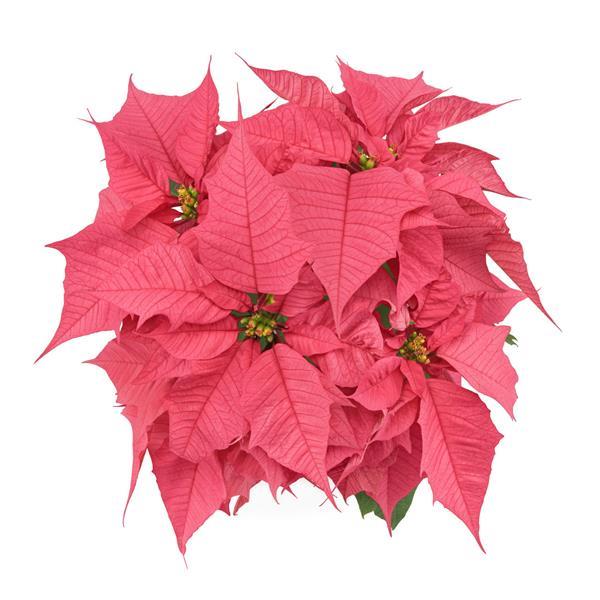Holly Berry Pink