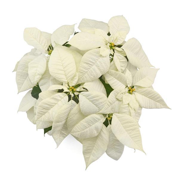 Poinsettia Christmas Canvas