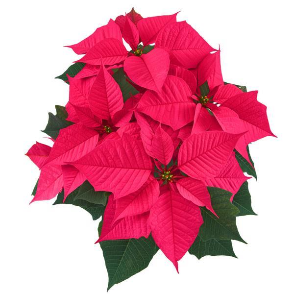 Christmas Chorus Hot Pink