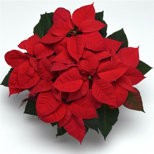 Christmas Magic™ Red