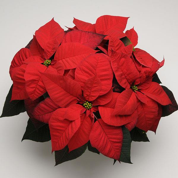 Christmas Beauty™ Red